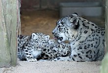 Zwei kleine Schneeleopard sitzen neben ihrer Mutter Dari. - Markus Boers/Zoo Krefeld/dpa