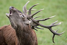 Rothirsch - Foto: Boris Roessler/dpa