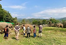 Elefantencamps in Thailand - Carola Frentzen/dpa