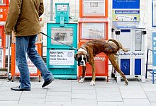 Ein Hund markiert sein revier an Zeitungsk&auml;sten - Peter Kneffel/dpa/dpa-tmn