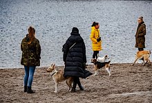 Mehr Hunde und Halter in Berlin - Foto: Paul Zinken/dpa