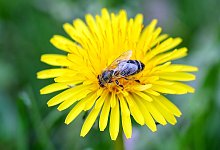 Wildbiene - Foto: Jan Woitas