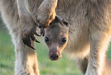 Nachwuchs bei den Stuttgarter Riesenk&auml;ngurus - Wilhelma Stuttgart/Birger Meierjohann/dpa
