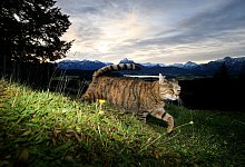 Katze unterwegs - Foto: Karl-Josef Hildenbrand/dpa