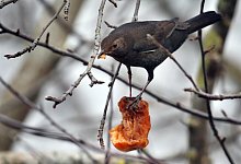 Amsel - Foto: Karl-Josef Hildenbrand/dpa
