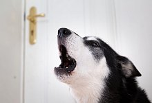 So trainieren Sie erwachsenen Hunden das Bellen ab - Foto: Florian Schuh/dpa-tmn