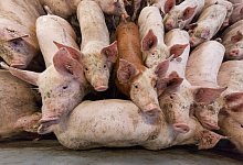 Schweinehaltung - Foto: Friso Gentsch/dpa