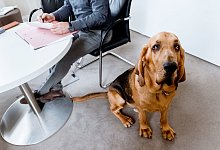 Hund im B&uuml;ro braucht sein K&ouml;rbchen und Napf - Foto: Markus Scholz/dpa-tmn