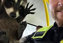 Waschb&auml;r-Junges in Bus entdeckt - Polizei Berlin/dpa