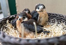 Drei Jungv&ouml;gel in einem Korb als Nestersatz. - Philipp Schulze/dpa/dpa-tmn