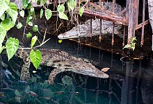 Neuzugang Linyanti schwimmt im Becken vor der am Ufer liegenden Mia. Der Tierpark Hagenbeck hat Neuzug&auml;nge bei den Nilkrokodilen vorgestellt. - Jonas Walzberg/dpa
