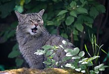 Wildkatze - Foto: Martin Schutt/dpa-Zentralbild/dpa