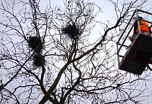 Saatkr&auml;hen - BUND Bad Salzuflen