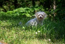 Hund - Symbolbild Pixabay