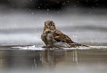 Haussperling - Monika Skolimowska/dpa