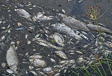 Viele tote Fische treiben im Wasser des deutsch-polnischen Grenzflusses Oder. - Patrick Pleul/dpa
