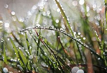 Morgentau im Oberharz - Matthias Bein/dpa