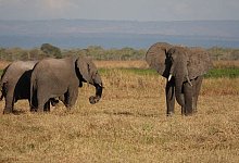 Weltnaturgipfel startet in Kanada - Kristin Palitza/dpa