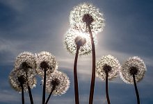 Wetter in S&uuml;dbrandenburg - Frank Hammerschmidt/dpa