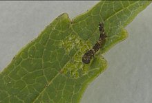 Mini-Raupe verteidigt Mini-Revier - -/Leo Turchen/dpa