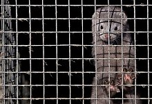 Auf dem R&uuml;ckzug - FOTO: DPA