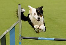 Start der Messe "Hund & Pferd" - Henning Kaiser/dpa
