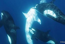 Orca-Gruppe jagt Walhaie - Kelsey Williamson/-/dpa