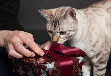 Auch Katzen k&ouml;nnen Geschenke bekommen - Foto: Silvia Marks/dpa-tmn
