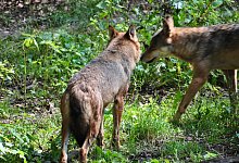 Angebliche Wolfssichtung - Privataufnahmen