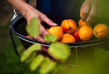 Aprikosen Ernte - Sina Schuldt/dpa/dpa-tmn