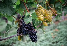 Eröffnung fränkischer Weinlese - Daniel Vogl/dpa