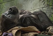 Gorilla-Nachwuchs im Londoner Zoo - Zsl/PA Media/dpa