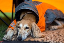 Windhund liegt bei Regen in einem Zelt - Jens Büttner/dpa/dpa-tmn