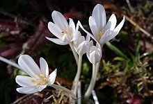 Herbstzeitlose - Andrea Warnecke/dpa-tmn