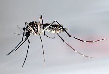 Stechmücke der Art «Aedes aegypti» - Gustavo Amador/epa/dpa-tmn