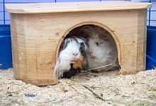 Meerschweinchen - Foto: Andrea Warnecke