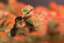 Haltung von Wachteln - Foto: Jens B&uuml;ttner/dpa-Zentralbild/dpa-tmn