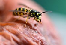 Wespen kommen gerne an den Tisch. - Bernd Wei&szlig;brod/dpa