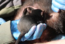 Tasmanischer Teufel - -/Aussie Ark/dpa