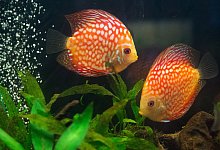 Diskusfische vertragen keine Hektik im Aquarium - Foto: Andrea Warnecke/dpa-tmn