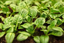 Spinat - Andrea Warnecke/dpa-tmn