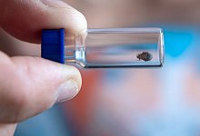 Bettwanzen - Sina Schuldt/dpa