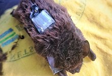 Kleinabendsegler - Carolin Scholz/Leibniz-IZW/dpa