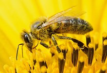 Kampf gegen das Bienensterben - Foto: Julian Stratenschulte/dpa