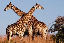 sl-hbm-sudafrika-1 - 1 - Rolf Hermann