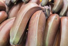 Bananenmehl - Foto: Robert Günther