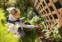 Herbstlaub den Pflanzen zur&uuml;ckgeben - Christin Klose/dpa-tmn