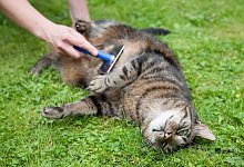 Fellwechsel - Foto: Kai Remmers