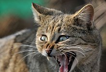Eine gut gelaunte Wildkatze. Wer die Tiere zuf&auml;llig entdeckt, sollte jede F&uuml;rsorge vermeiden. - Martin Schutt/dpa-Zentralbild/dpa