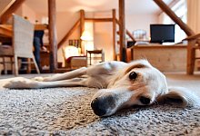 Gl&uuml;cklicher Hund - Foto: Martin Schutt/dpa-Zentralbild/dpa/Archiv